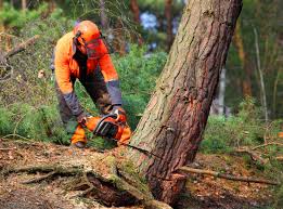 Best Leaf Removal  in Stockton, CA